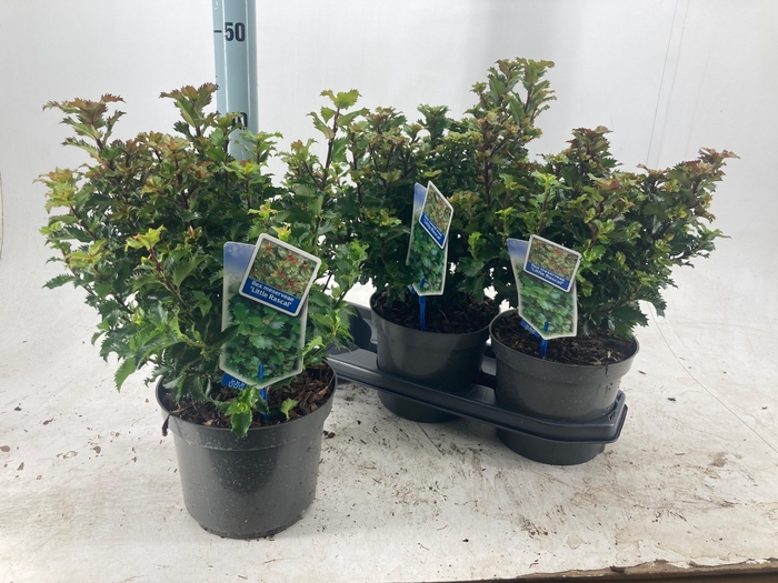 <h4>ILEX MESERVEAE</h4>