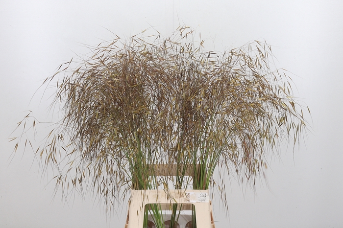 <h4>Stipa Gigantea</h4>