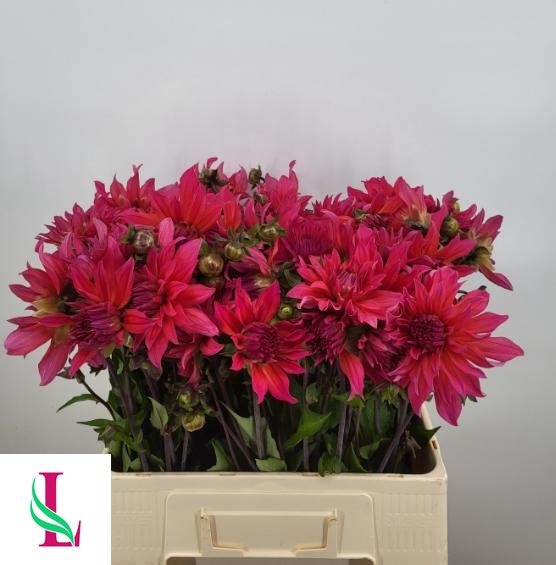 <h4>DAHL PINK PUNK</h4>