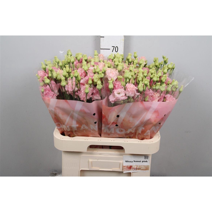 <h4>Eus G Alissa Hanoi Pink</h4>