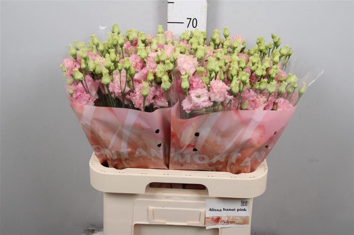 <h4>Eus G Alissa Hanoi Pink</h4>