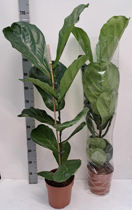 <h4>FICUS LYRATA</h4>