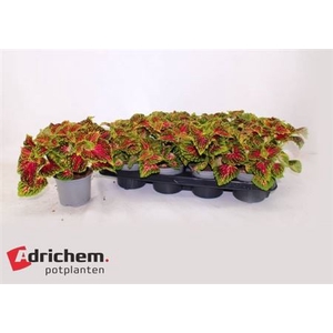 Coleus Blumei Grp