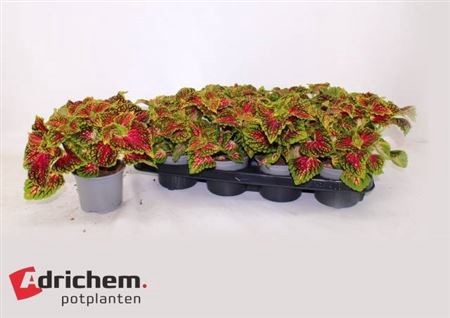 <h4>Coleus Blumei Grp</h4>