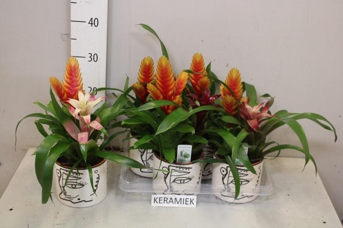 <h4>ARR BROMELIA</h4>