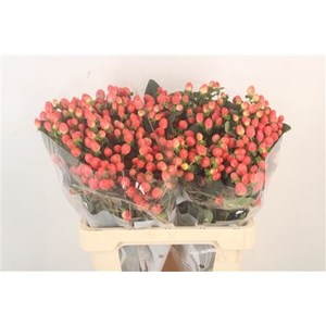 Hyp Mag Roy Princess