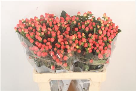 <h4>Hyp Mag Roy Princess</h4>