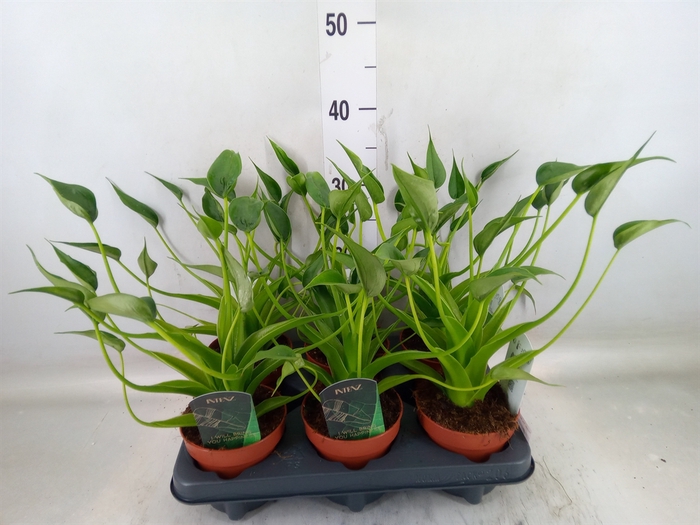 <h4>Alocasia  'Tiny Dancers'</h4>