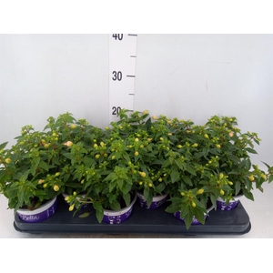 Fuchsia  'Bella Fuchsia Mariska'