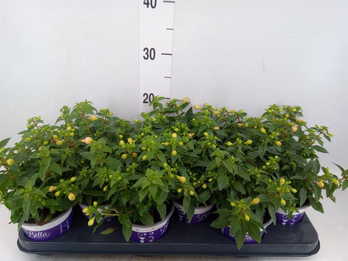 <h4>Fuchsia  'Bella Fuchsia Mariska'</h4>