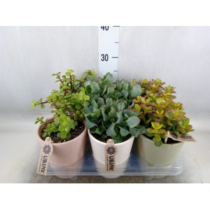 Succulents   ...