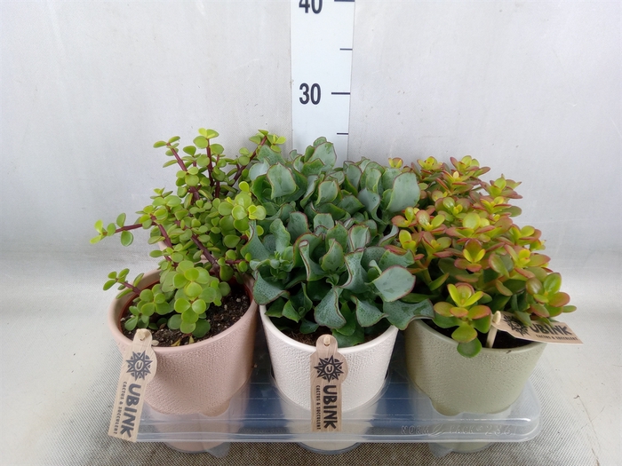 <h4>Succulents   ...</h4>