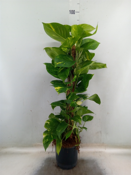 <h4>Epipremnum pinn.   ...moss stick</h4>