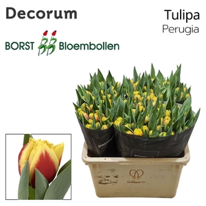 Tulipa Perugia