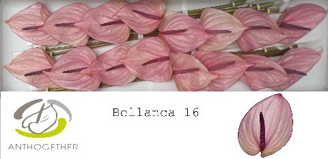 <h4>Anthurium Bellanca</h4>