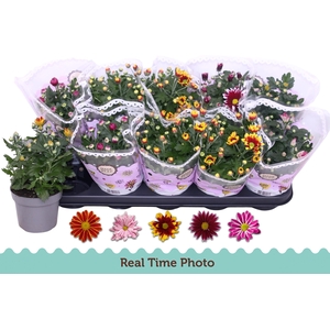 CHRYS GEM 2 KL BLOEM