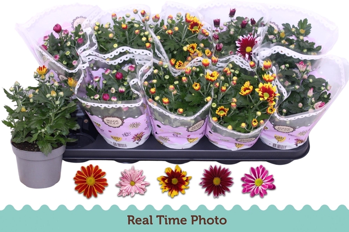 <h4>CHRYS GEM 2 KL BLOEM</h4>