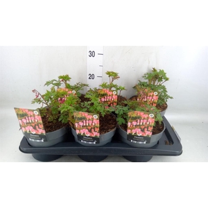 Dicentra spectabilis