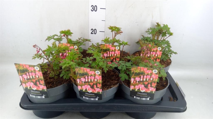 <h4>Dicentra spectabilis</h4>