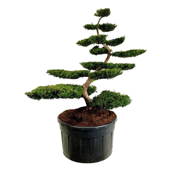 <h4>Taxus b. 'Summergold'</h4>