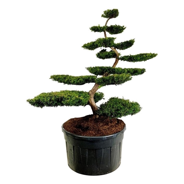 <h4>Taxus b. 'Summergold'</h4>