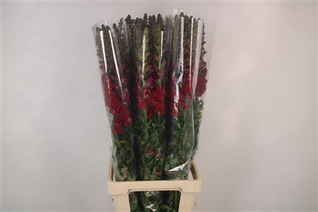 <h4>Antirrhinum It. Red</h4>