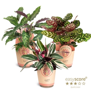 Calathea Collection p17 paper