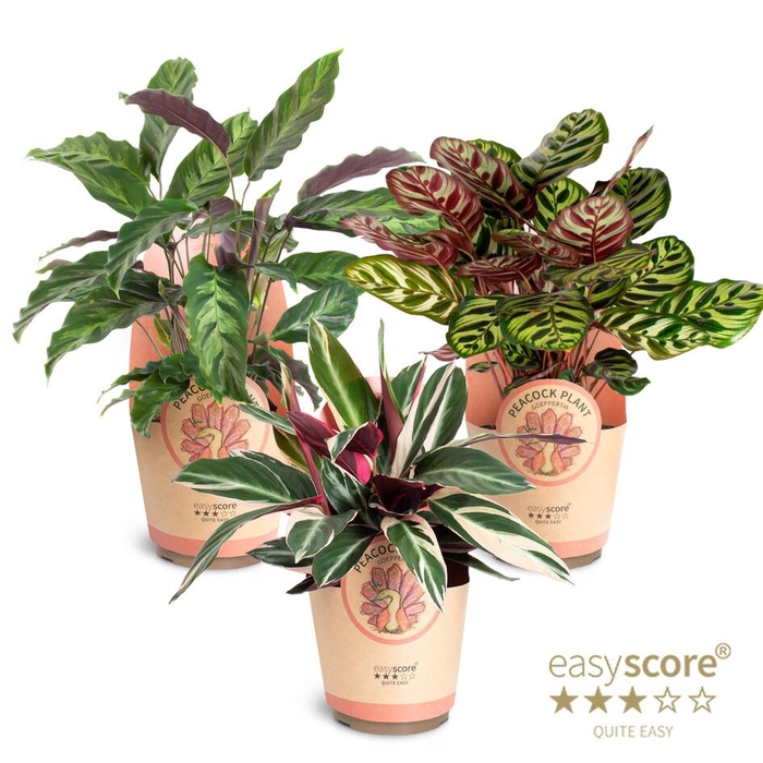 <h4>Calathea Collection p17 paper</h4>