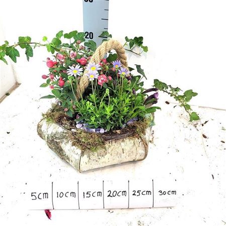 <h4>Arr Tuinplanten</h4>