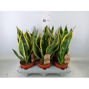 Sansevieria trifa. 'Futura Superba'