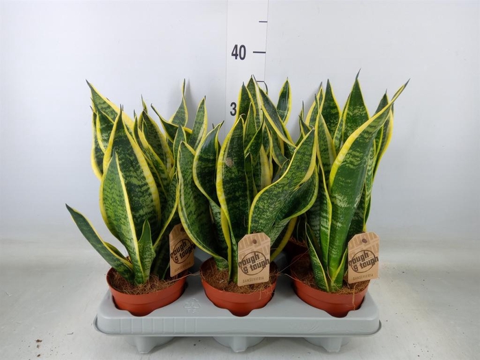 <h4>Sansevieria trifa. 'Futura Superba'</h4>