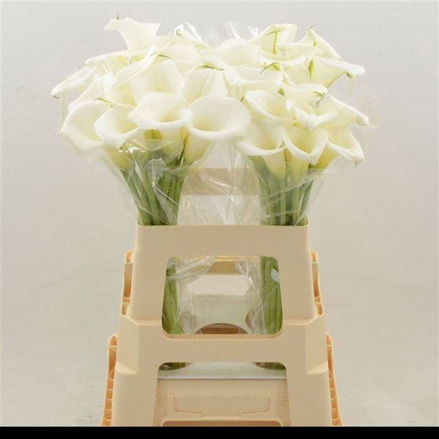 <h4>ZANT WHITE ART</h4>