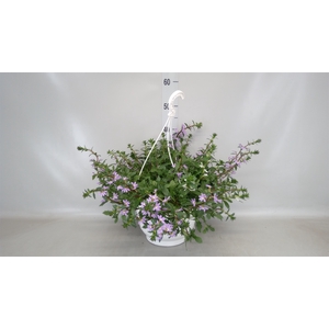Scaevola aemula   ...