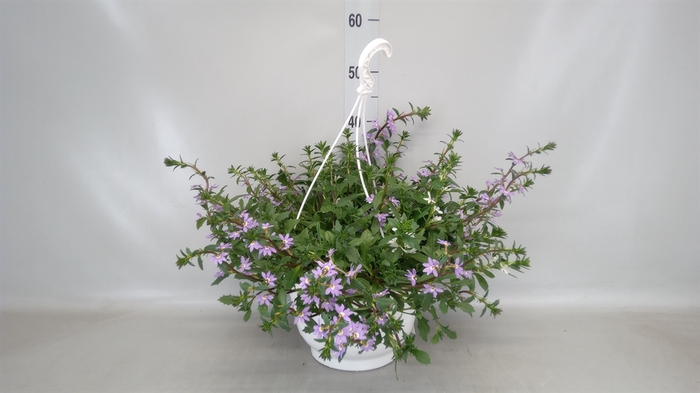 <h4>Scaevola aemula   ...</h4>