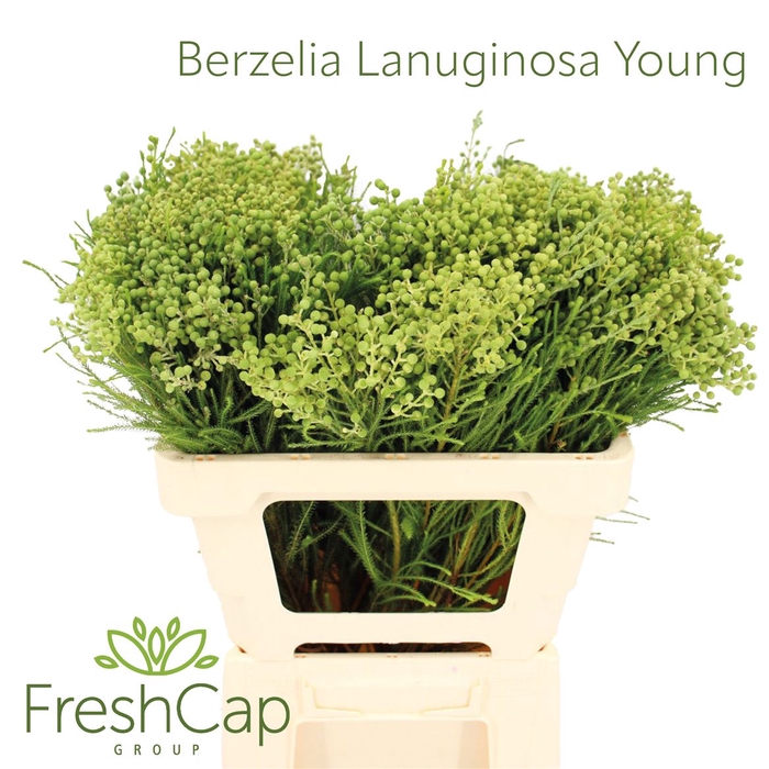 Berzelia Lanuginosa Young