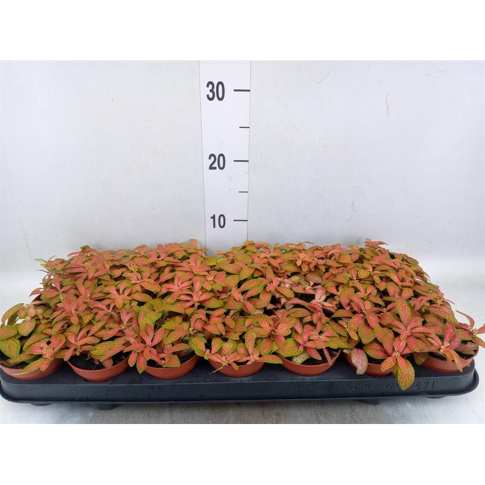 <h4>Fittonia   ...</h4>