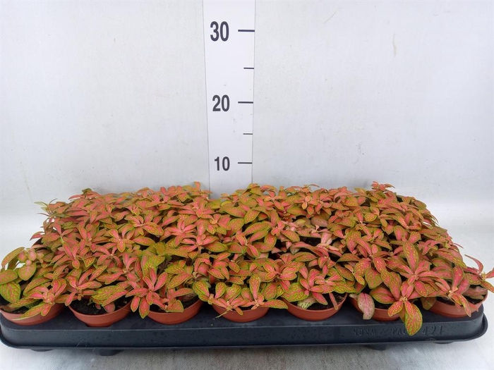 <h4>Fittonia   ...</h4>