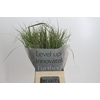 Panicum Dewey Blue