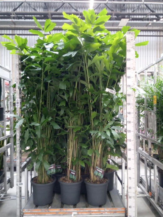 <h4>Caryota mitis</h4>