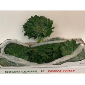 FATSIA JAPONICA BLAD