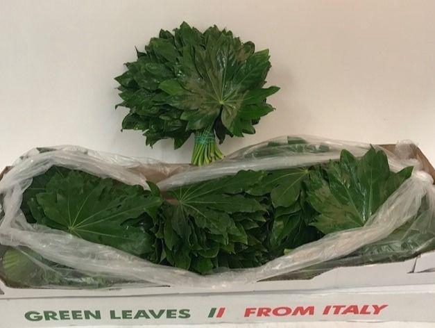 <h4>FATSIA JAPONICA BLAD</h4>