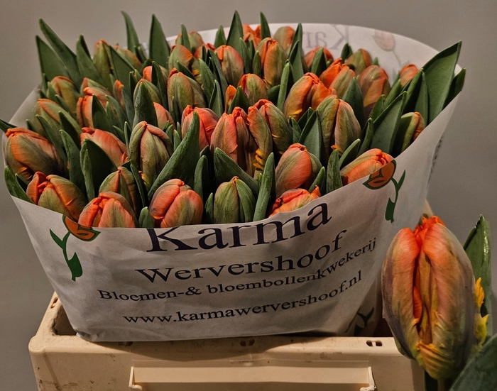 <h4>TU PA IRENE PARROT</h4>