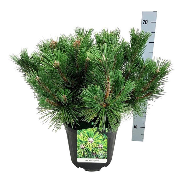 <h4>Pinus thunbergii 'Sayonara'</h4>