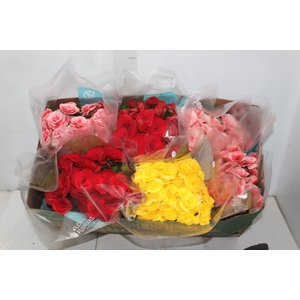 BEGONIA P15