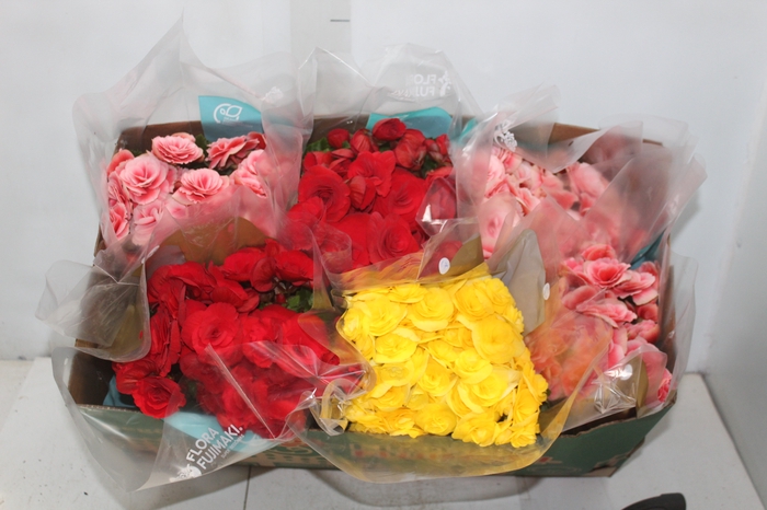 <h4>BEGONIA P15</h4>