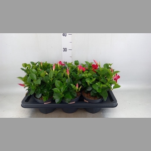Mandevilla am. 'Sundav Red'