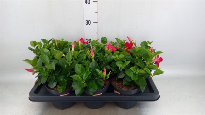<h4>Mandevilla am. 'Sundav Red'</h4>