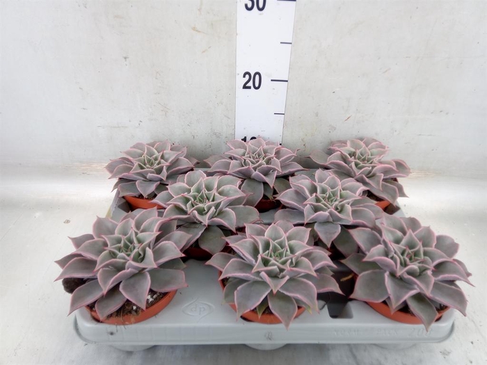 <h4>Echeveria   ...</h4>