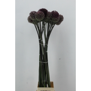 ALLIUM JOLLY GREEN GIANT