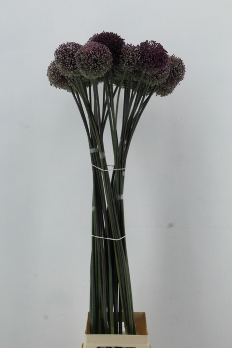 <h4>ALLIUM JOLLY GREEN GIANT</h4>